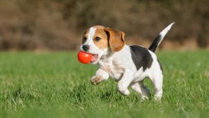 Детальніше про статтю Практические советы по приобретению щенка