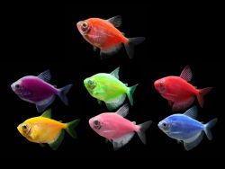 Светящаяся Тернеция Глофиш (GloFish)