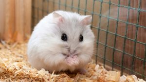 Детальніше про статтю Как правильно перевести на новый корм грызунов и птиц?