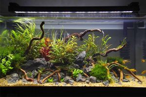 Детальніше про статтю Как правильно запустить первый аквариум?