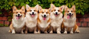 Детальніше про статтю 🐾 Коргі — чарівна порода, яка завоювала світ! 🐕