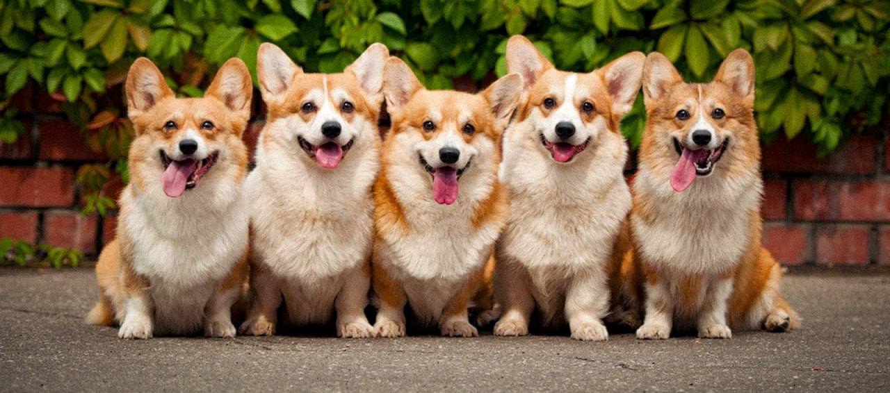 Ви зараз переглядаєте 🐾 Коргі — чарівна порода, яка завоювала світ! 🐕