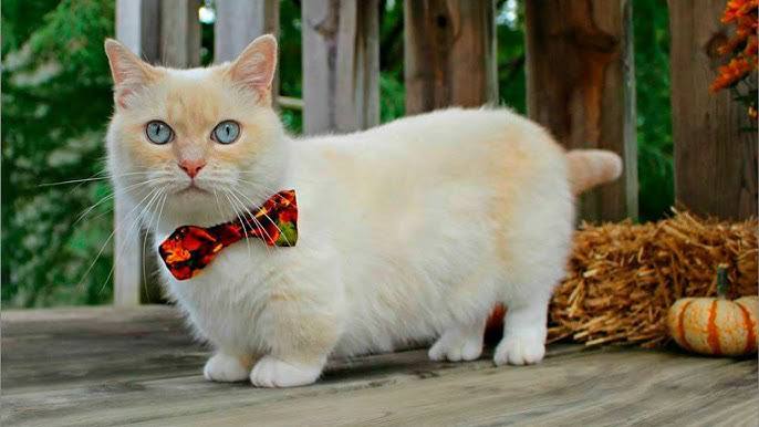 Ви зараз переглядаєте 🐾 Коти-поні: знайомтеся з манчкінами! 🐾