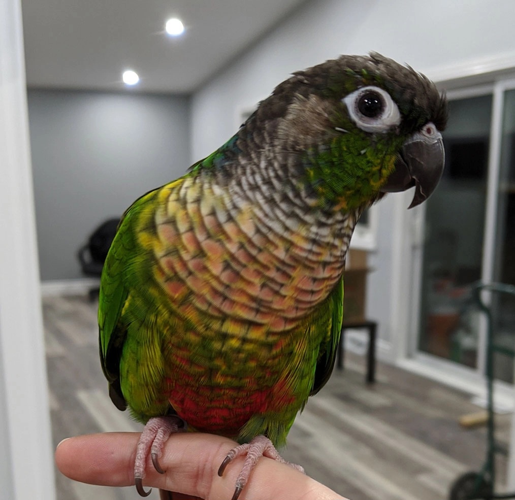 Ви зараз переглядаєте Піррура: яскравий улюбленець, що потребує уваги! 🦜