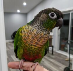 Піррура , папуга піруровий