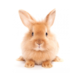 Кролик декоративний