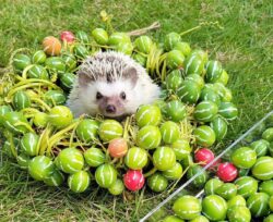 Африканський карликовий їжак